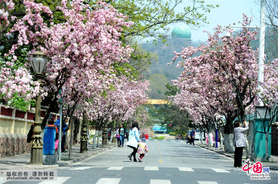 4月19日,青岛八大关景区宁武关路两旁的海棠花盛开,吸引了众多市民、游客来此游览。中国网图片库 张爱家/摄 日前,青岛八大关景区宁武关路两旁的海棠花盛开,吸引了众多市民、游客来此游览。在宁武关路上,219、214两条公交线路经停此处,众多乘客在候车的时候,并不耽误赏花。青岛市民亲切地将219、214两条公交线路也被称为穿过春天的巴士。 本网部分展示图片作品享有版权,详见产品付费下载。 购买请拨打 010-88828049 中国网图片库咨询详情
