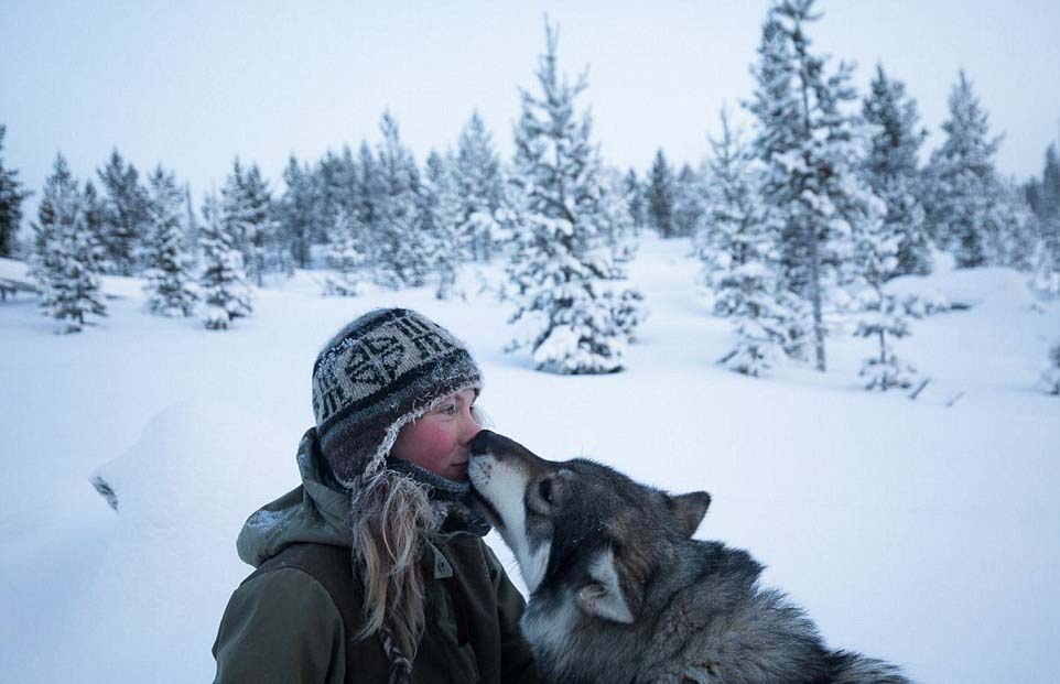 芬蘭女子的北極遁世生活:與85只哈士奇相依相伴(圖)