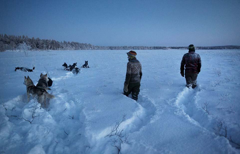 芬蘭女子的北極遁世生活：與85只哈士奇相依相伴（圖）【3】