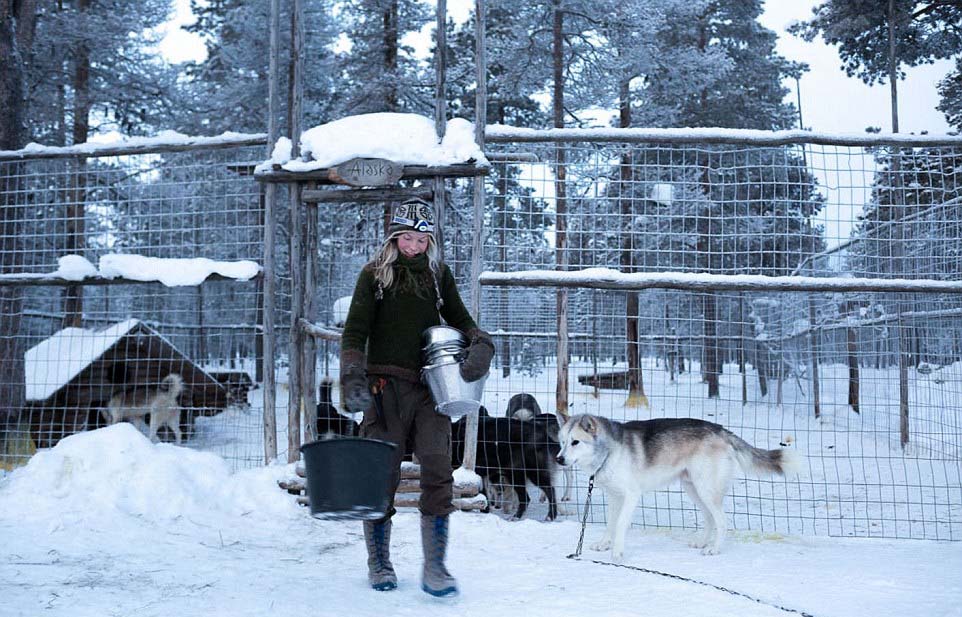 芬蘭女子的北極遁世生活：與85只哈士奇相依相伴（圖）【6】