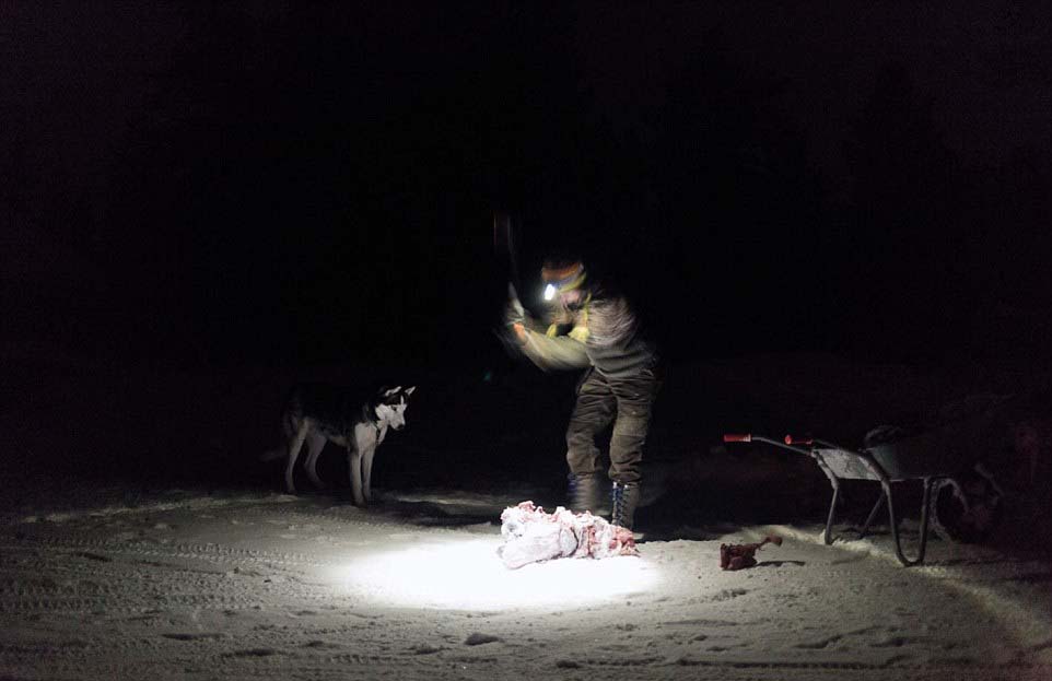 芬蘭女子的北極遁世生活：與85只哈士奇相依相伴（圖）【13】