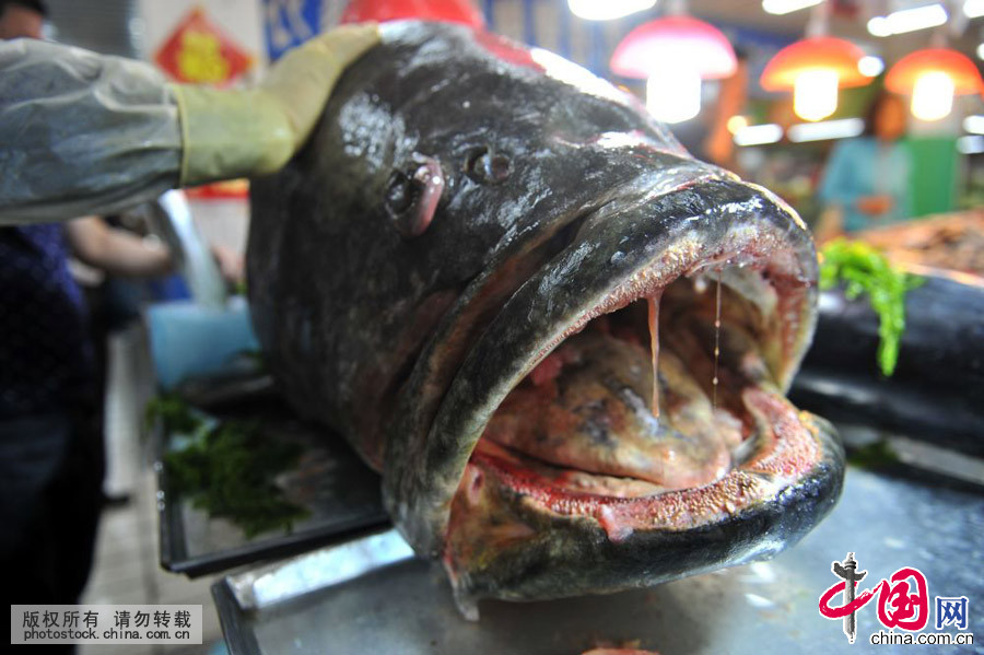 山东青岛:305斤巨型石斑鱼海鲜市场[组图]