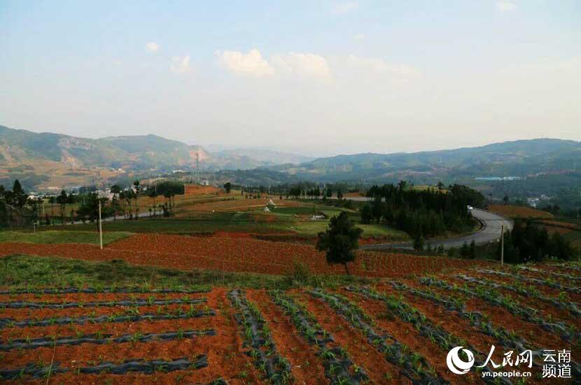 美丽的乡村，一片欣欣向荣的景象。 供图