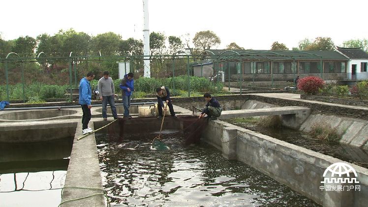 致富经养鱼一年多赚1000万_养鱼致富经_致富养鱼视频