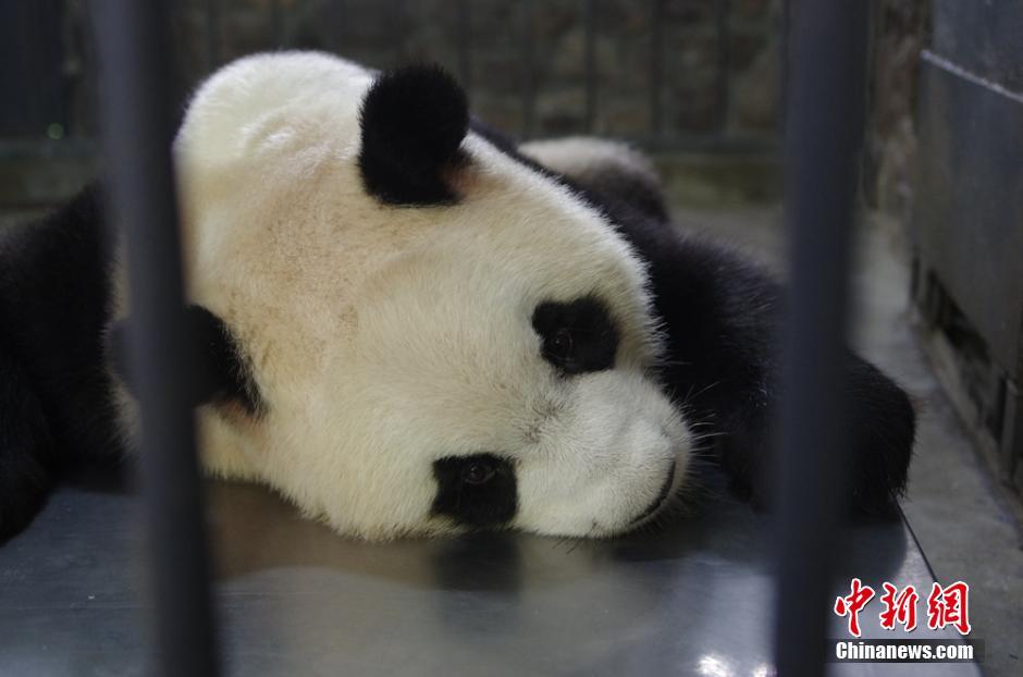 2016年全球首对大熊猫双胞胎在成都诞生_中国