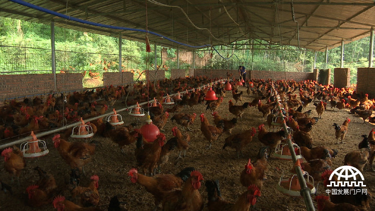 致富经:胡军养鸡记_中国发展门户网-国家发展