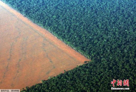 资料图:亚马逊雨林被开垦用来种大豆。