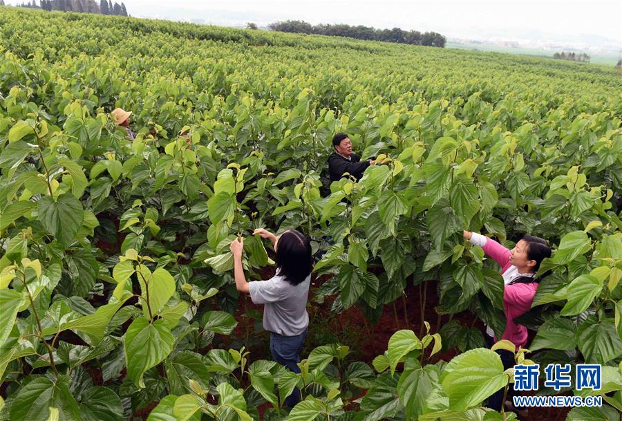 云南师宗:蚕桑产业助农民增收_中国发展门户网