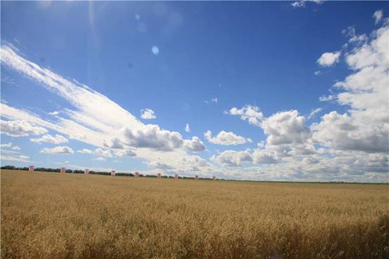 伦贝尔生态草牧业实验区 万亩高产燕麦人工草