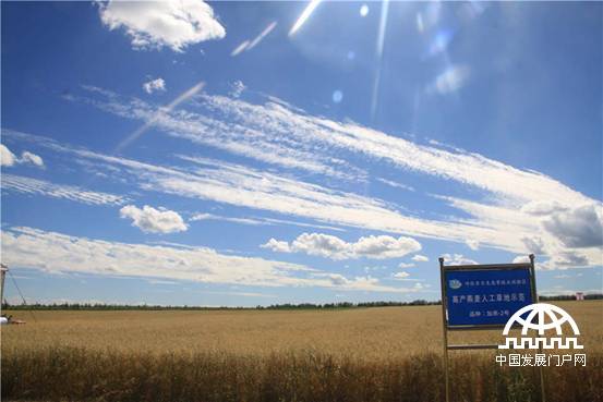 尔生态草牧业实验区 万亩高产燕麦人工草地[图