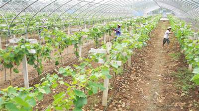 安庆:精准脱贫奔向小康