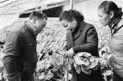  从“老三样”到“菜满园” 农业援藏为西藏农牧业发展注入新动力