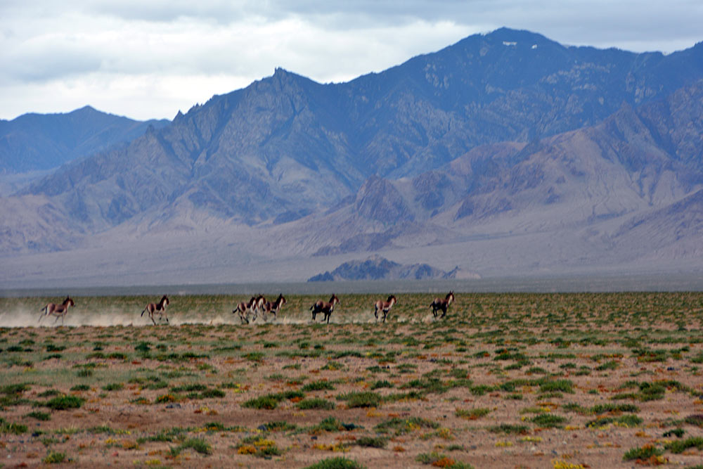 阿尔金山自然保护区里奔跑的藏野驴(摄影 杨成)