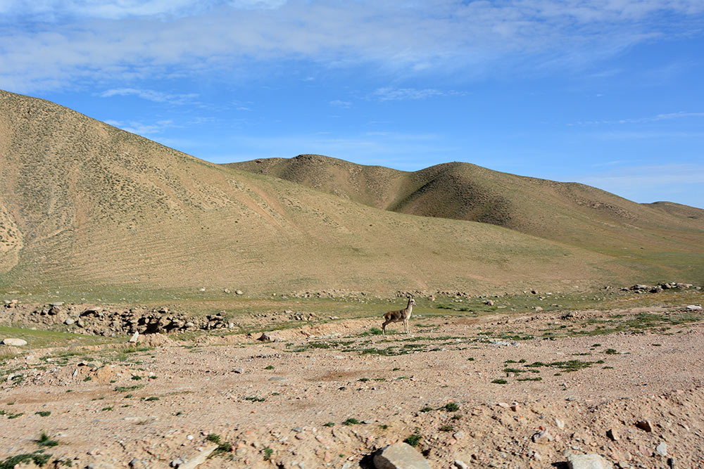 阿尔金山自然保护区沙漠中的藏原羚(摄影 杨成)