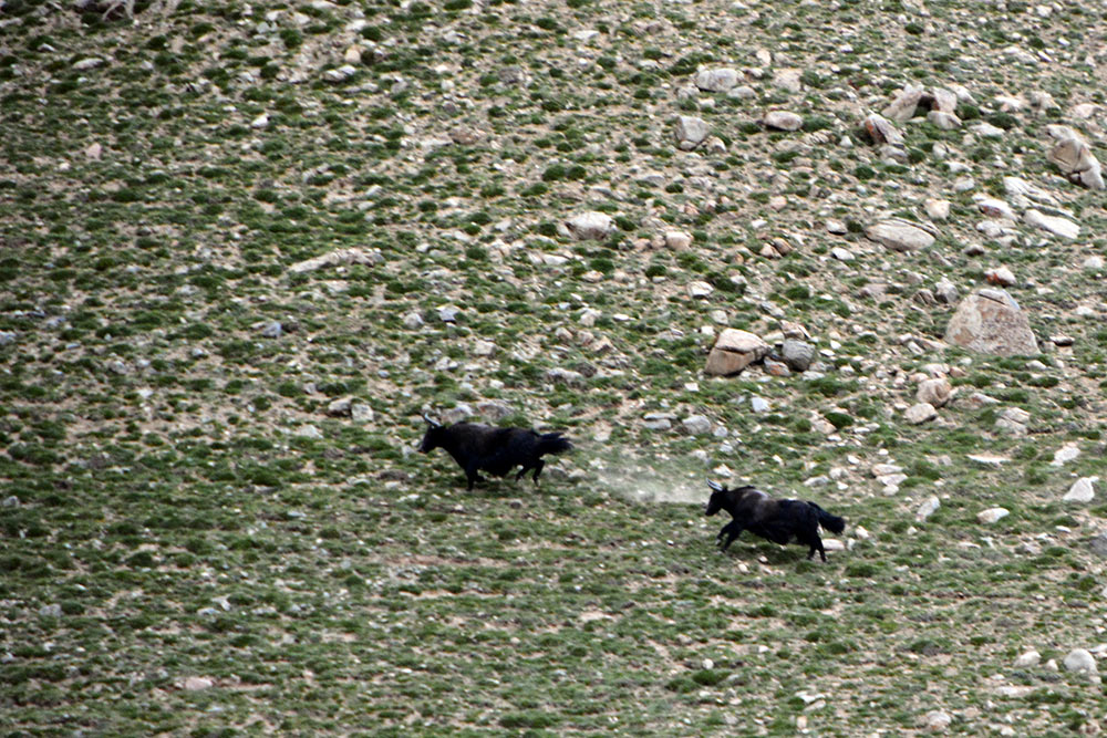 阿尔金山自然保护区里奔跑的野牦牛（摄影 杨成）