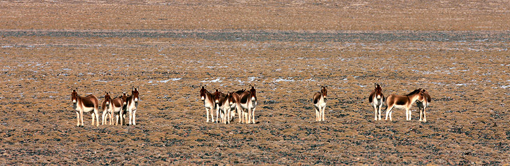 阿尔金山自然保护区里藏野驴（保护区提供资料图）