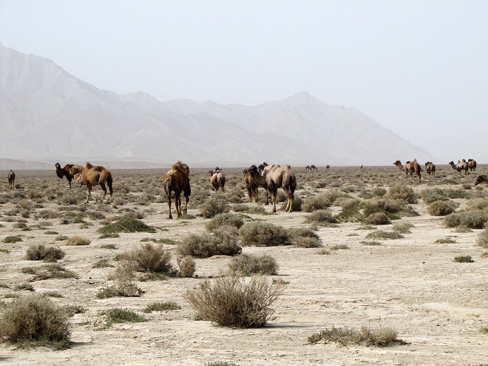 阿尔金山自然保护区里的骆驼群（保护区提供资料图）