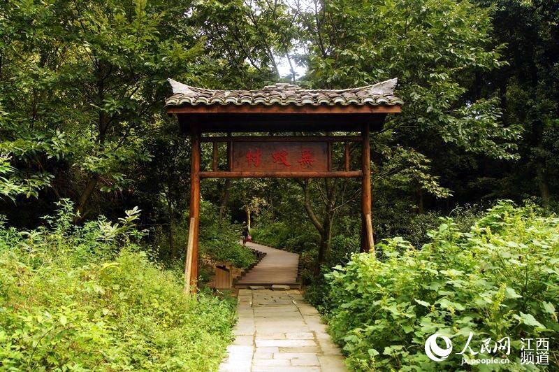 无蚊村内樟树和桉树成林以及成群的蝙蝠造就无蚊传奇。 