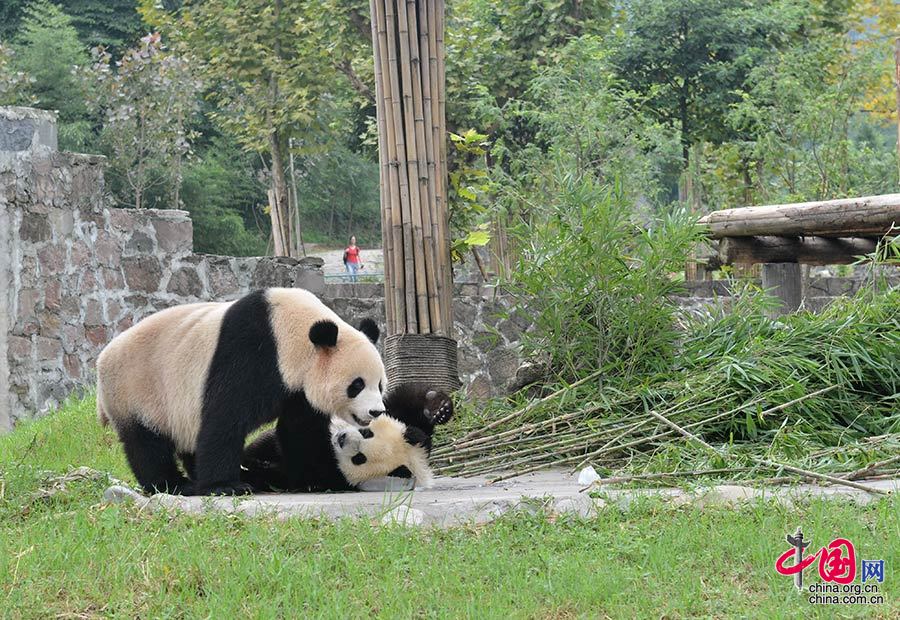 网红大熊猫"蔓越莓"的一岁生日趴体[组图]