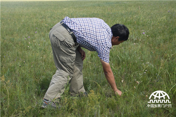 中国科学院植物研究所副研究员潘庆民带队负责的呼伦贝尔草牧业试验区“天然草地恢复技术示范区”，以天然草地生产功能与生态功能的合理配置为目标。王振红摄