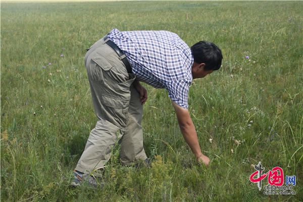 中国科学院植物研究所副研究员潘庆民带队负责的呼伦贝尔草牧业试验区“天然草地恢复技术示范区”，以天然草地生产功能与生态功能的合理配置为目标。王振红摄