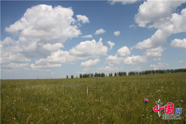 呼伦贝尔草牧业试验区“天然草地恢复技术示范区”。王振红摄