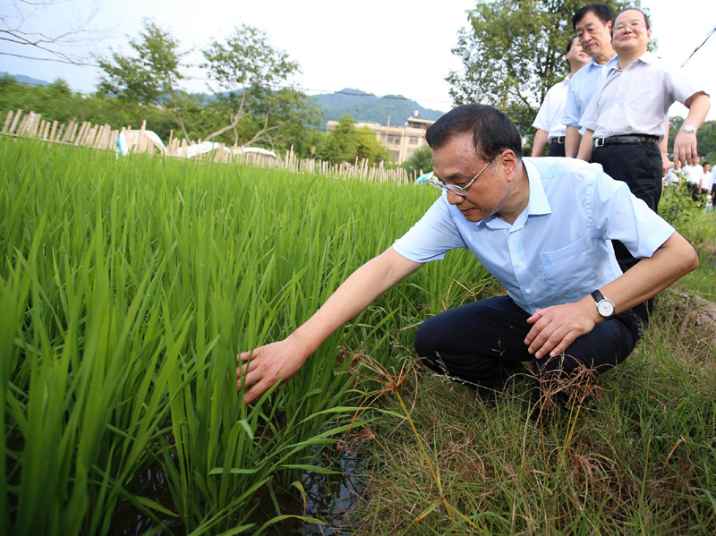 8月22日，李克强总理考察途中临时停车，走进田间察看水稻长势。