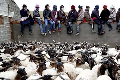 贫困村民们坐在羊圈上等候抓羊分红