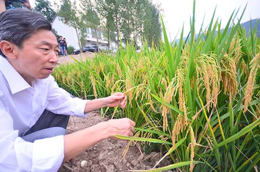 金垭村年近六旬的“第一书记”张泽和正在查看富硒水稻的生长情况