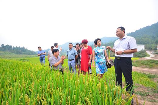 四川农海胜丰农业发展有限公司董事长马东然正在介绍快要成熟的富硒水稻