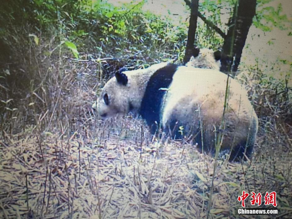 这是该保护区首次利用红外相机获得的大熊猫在野外生活状态下的视频