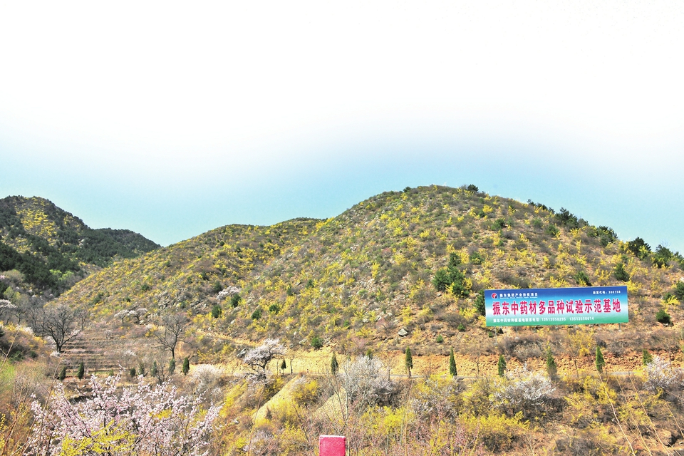 山西振东中药材产业精准“造血”扶贫