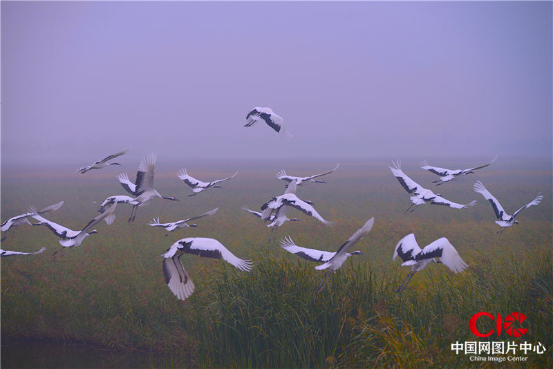 丹顶鹤 摄影：Francisco