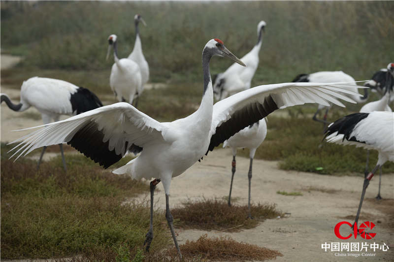 丹顶鹤 摄影：佐渡多真子