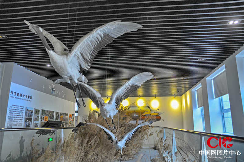 通榆向海自然保护区 摄影：Francisco