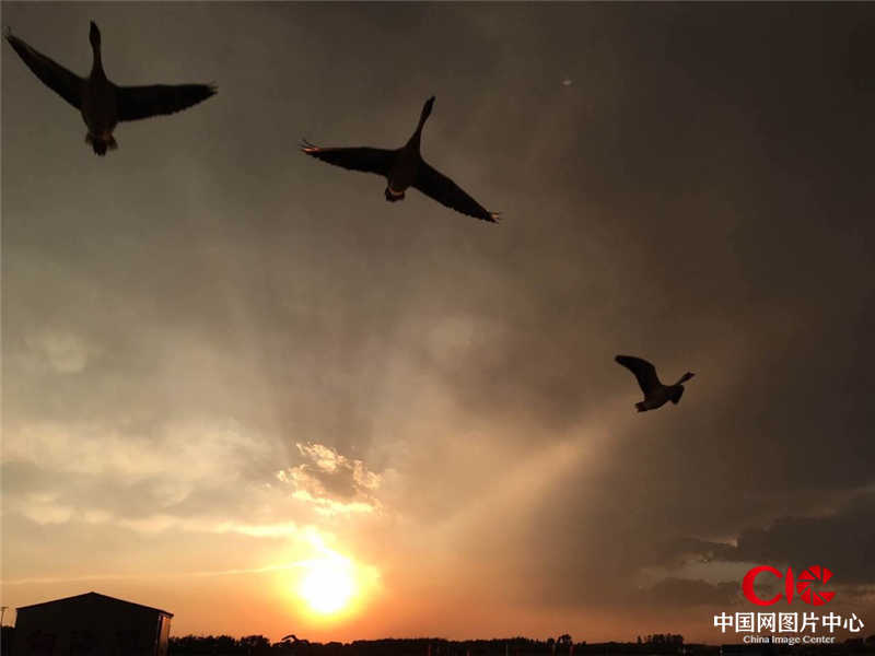 向海大雁 摄影：张磊