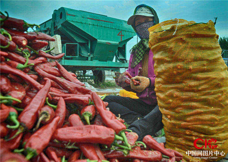 洮南金塔辣椒丰收 摄影：Francisco