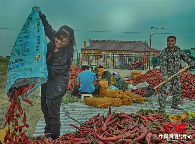 洮南金塔辣椒丰收 摄影：Francisco