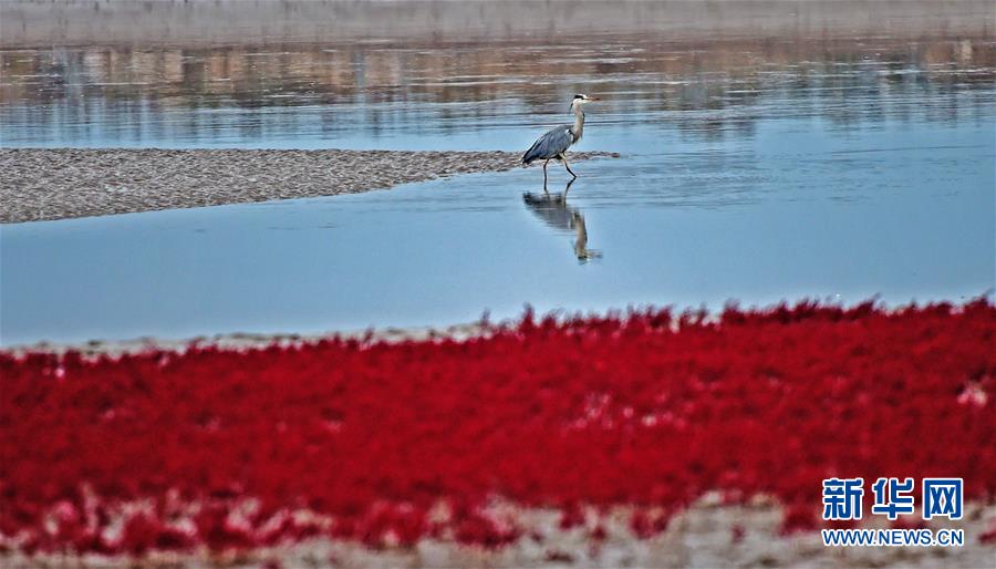 （美丽中国）（1）红海滩鸟趣