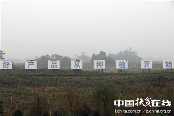 蒲江10万亩猕猴桃产业示范基地。王振红摄