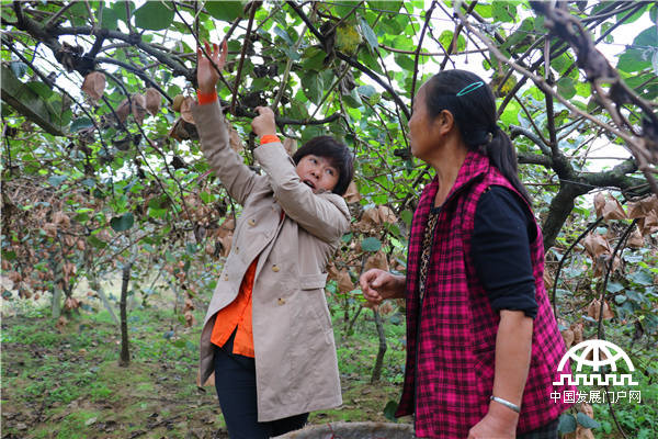 中科院武汉植物园猕猴桃专家钟彩虹（右），现场指导蒲江村民猕猴桃种植技术。王振红摄