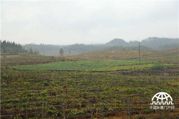 十八洞村最大的产业项目1000亩猕猴桃产业园。王振红摄