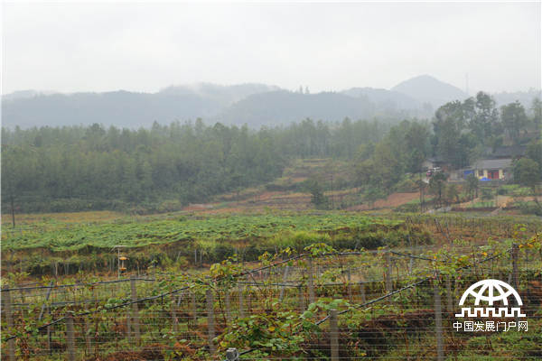 十八洞村最大的产业项目1000亩猕猴桃产业园。王振红摄