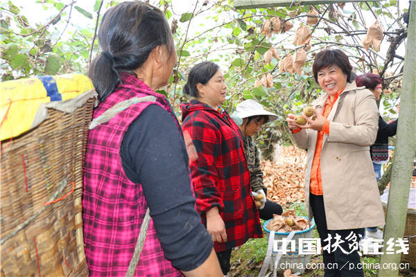 中科院武汉植物园猕猴桃专家钟彩虹(右),现场指导蒲江村民猕猴桃种植技术。王振红摄 中科院武汉植物园猕猴桃专家钟彩虹(右),现场指导蒲江村民猕猴桃种植技术。王振红摄
