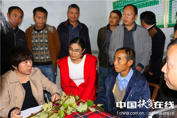 被十八洞村民称为最接地气的科学家——中科院武汉植物园猕猴桃专家钟彩虹(左),现场指导村民猕猴桃种植技术。王振红摄 被十八洞村民称为最接地气的科学家——中科院武汉植物园猕猴桃专家钟彩虹(左),现场指导村民猕猴桃种植技术。王振红摄