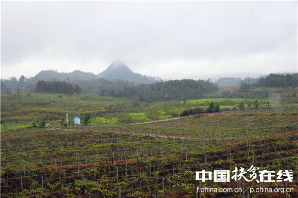 十八洞村最大的产业项目1000亩猕猴桃产业园。王振红摄 十八洞村最大的产业项目1000亩猕猴桃产业园。王振红摄