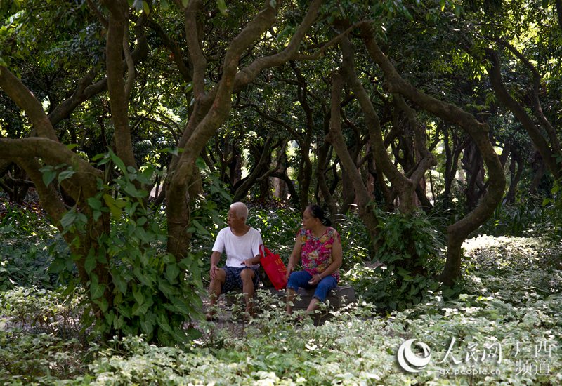 城市光影24小时:12时,南宁市民在人民公园的绿荫休憩(农冠斌、陆小桂、赵冬/摄)