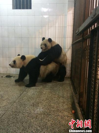 大熊猫岁末配种创造大熊猫繁育史上3个首例