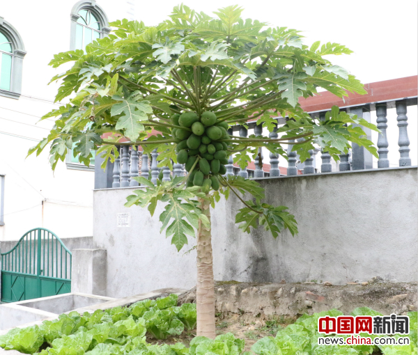 這里曾是旱廁，現在種上了木瓜樹和蔬菜。