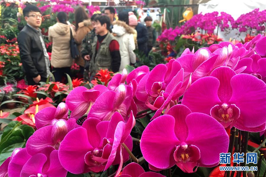 春节临近 年宵花卉走俏_中国发展门户网-国家